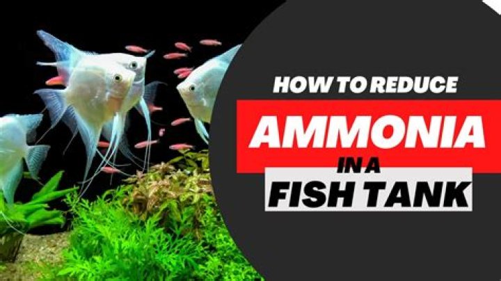 Can you pour ammonia down a rat hole?