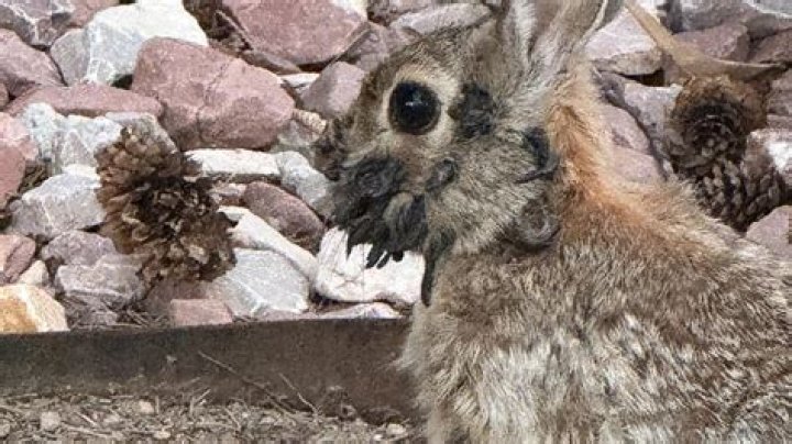 Can you punish a rabbit?