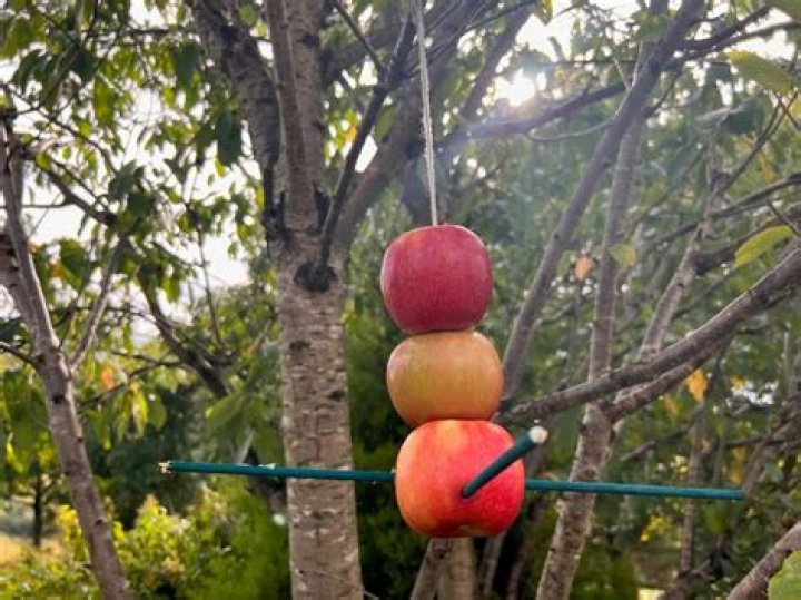 Can you put apples out for birds?