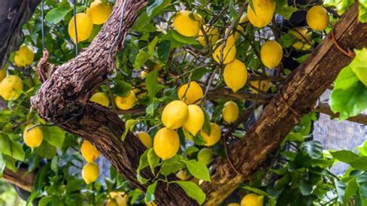 Can you reuse lemons in hot water?