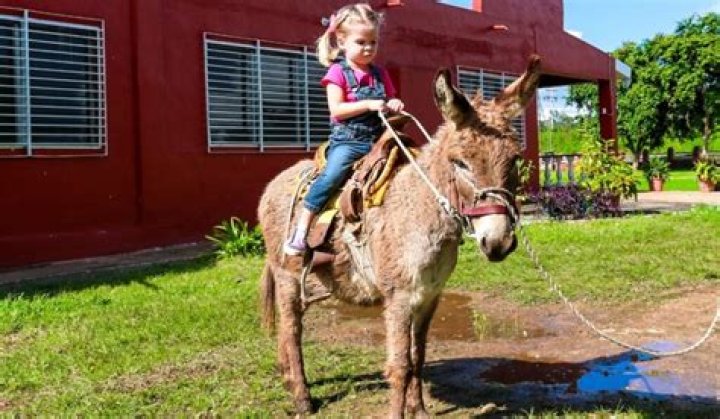 Can you ride a donkey?