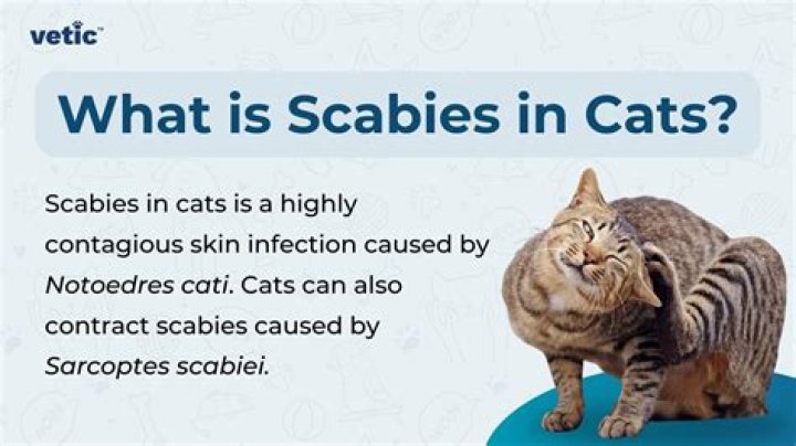 Can you spread scabies by scratching?