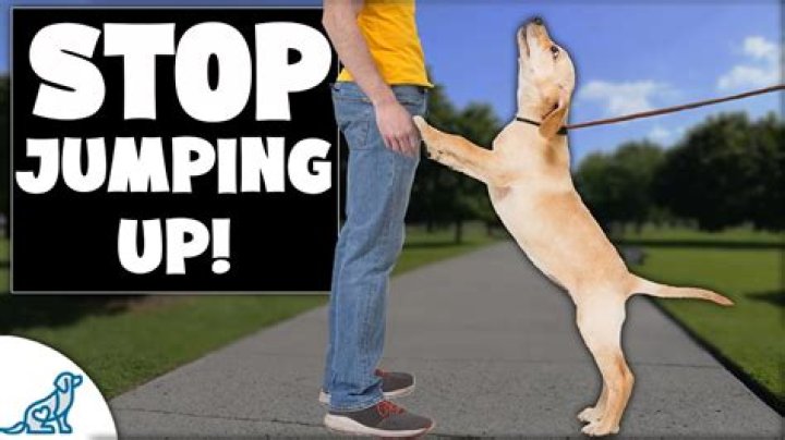 Can you stop Damien from jumping?