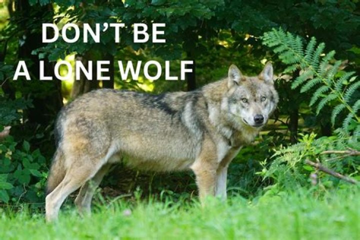 Can you survive lone wolf?