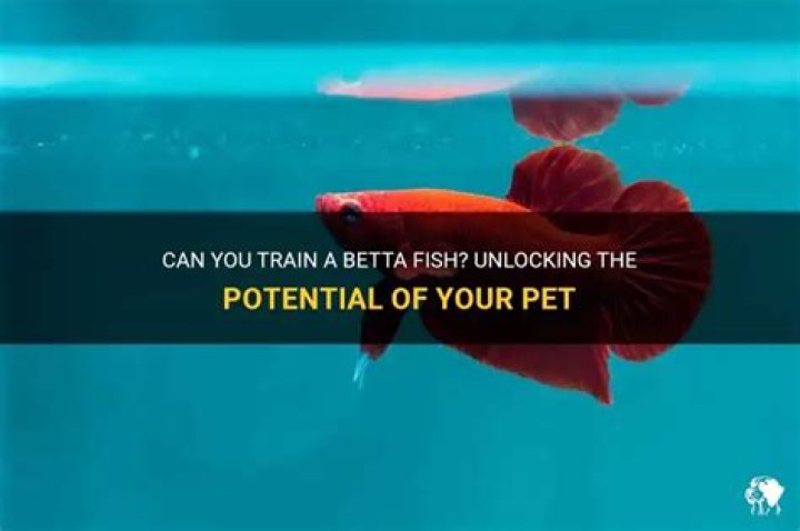Can you train a betta fish?