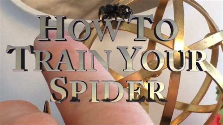 Can you train spiders?