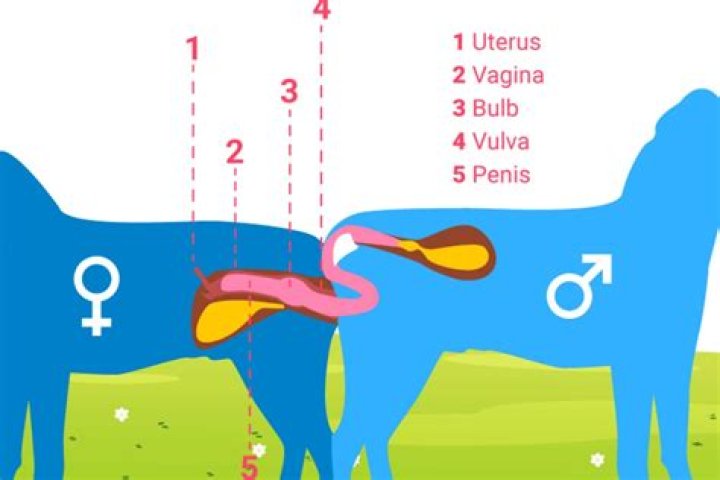 Can you use mate for a girl?