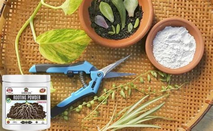 Can you use rooting hormone as fertilizer?