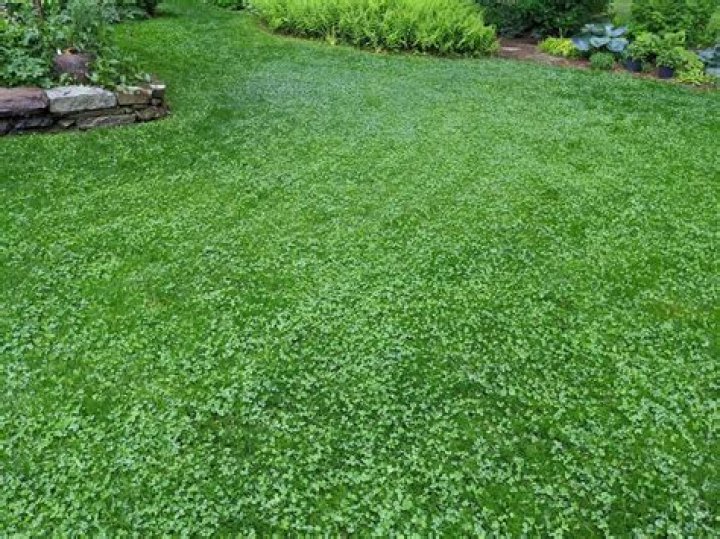 Can you walk on clover?