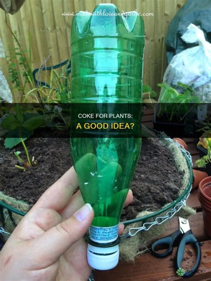 Can you water plants with Coke?