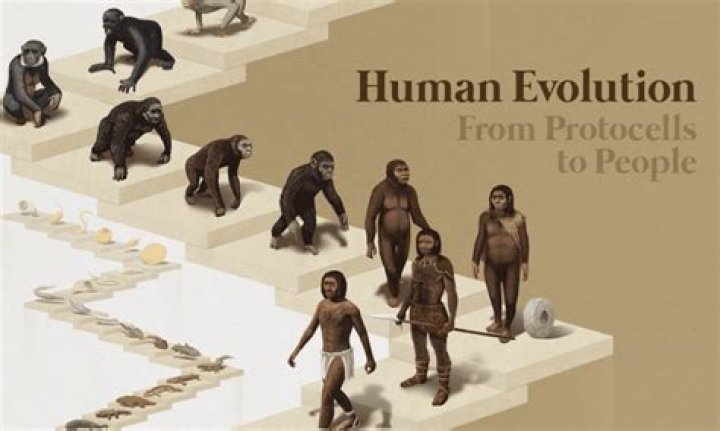Did early humans wipe?