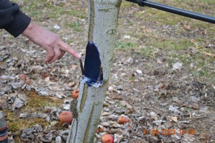 Did they remove notch apples?