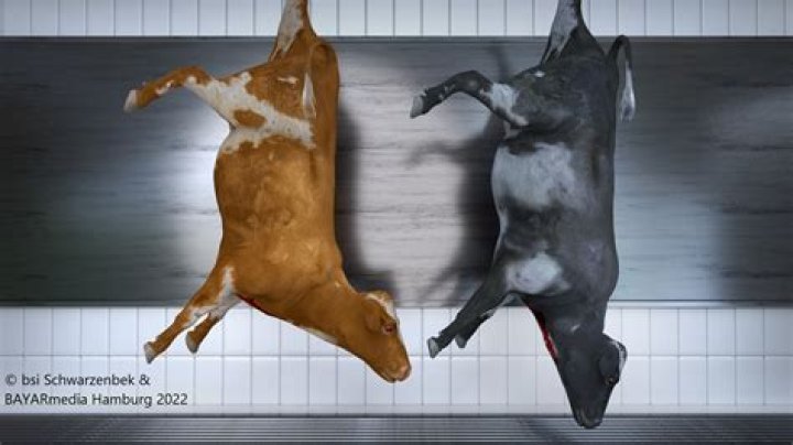 Do animals feel fear before slaughter?