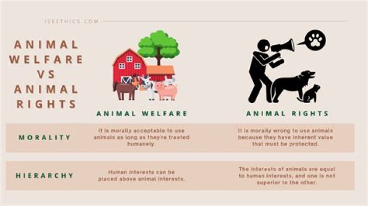 Do animals have rights?