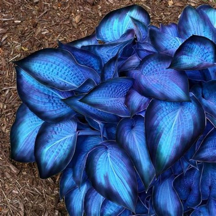 Do ants eat hostas?