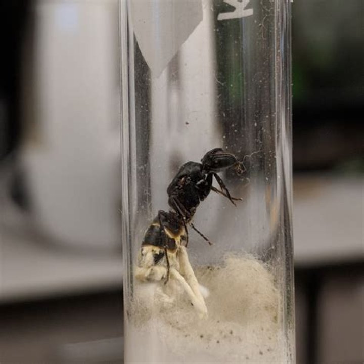 Do ants murder?