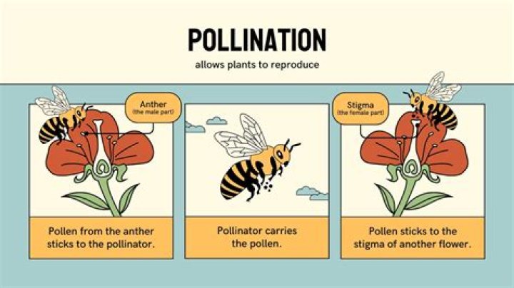Do ants pollinate vegetables?