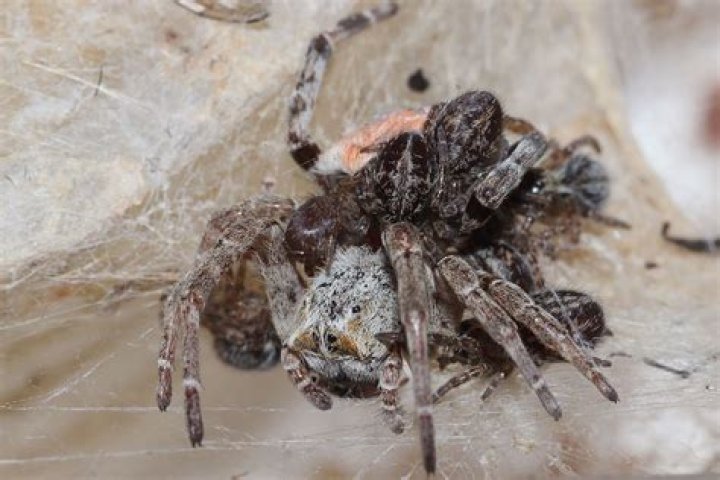 Do baby spiders eat mother?