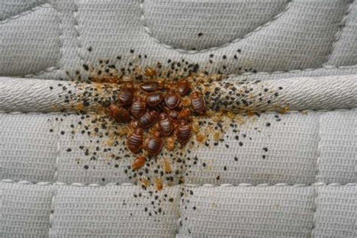 Do bed bugs bite under clothing?