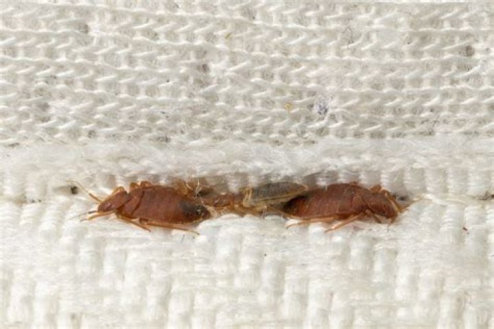 Do bedbugs bite under clothes?