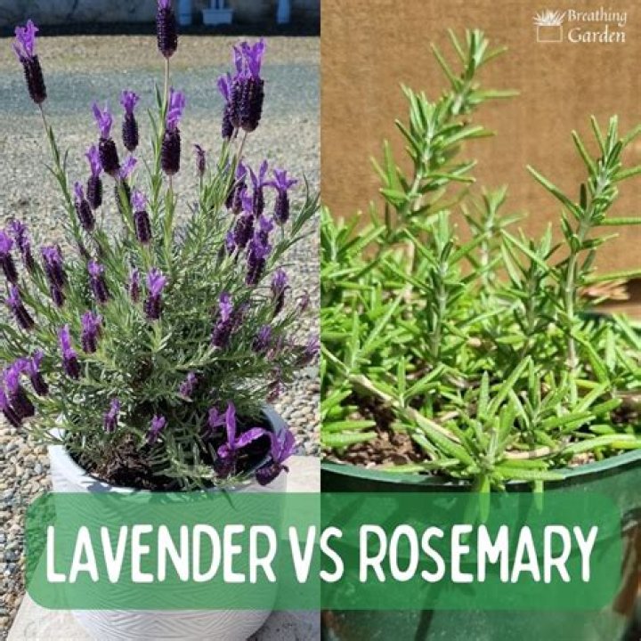 Do bees like lavender or rosemary?