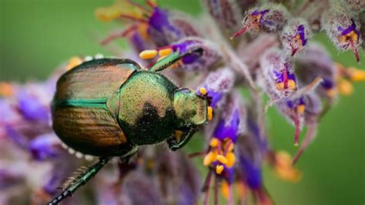 Do beetles eat plants?