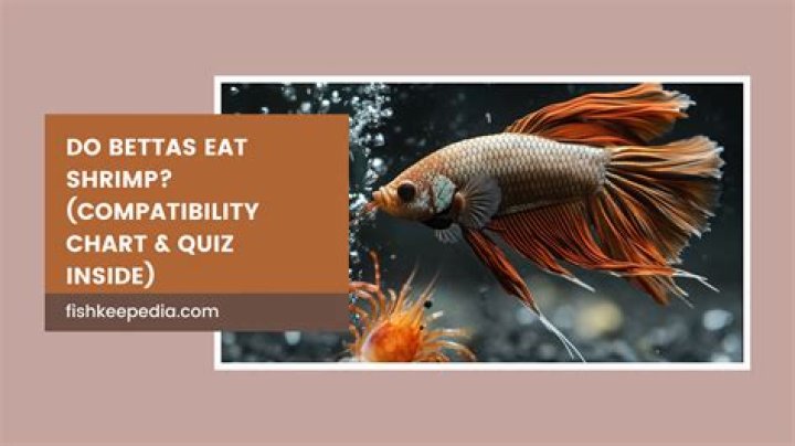 Do bettas like company?