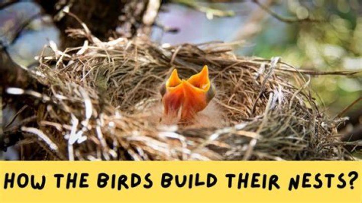 Do birds get stoned?