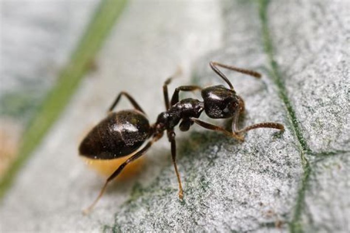 Do black ants bite you?