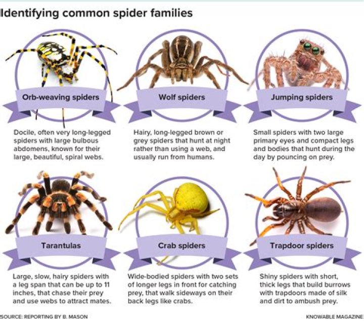 Do blue spiders exist?