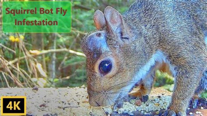 Do Botflies live in the UK?