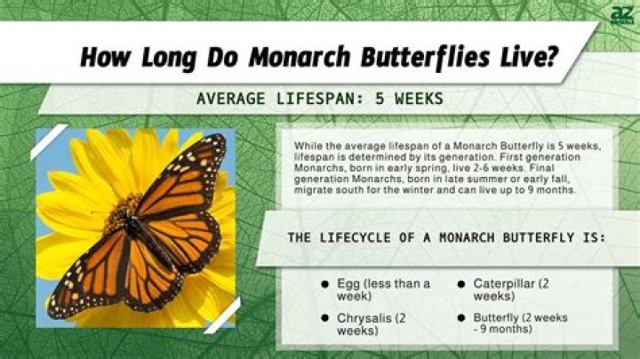 Do butterflies only live for 14 days?