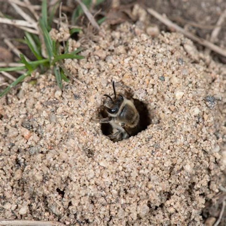 Do carpenter bees live in holes in the ground?