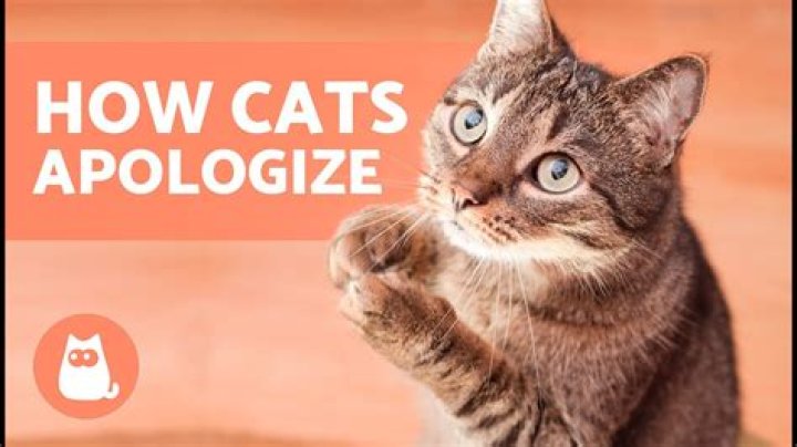 Do cats apologize?