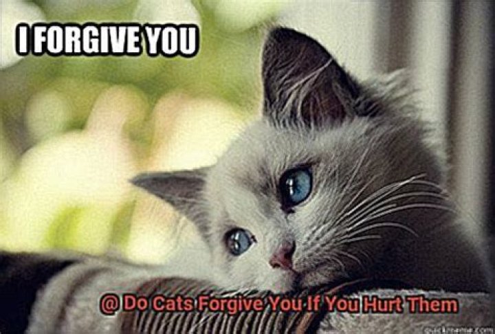 Do cats forgive you if you hurt them?