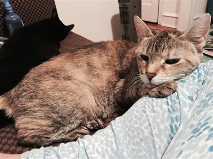 Do cats get drunk?