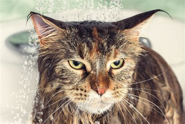 Do cats hate cold water?