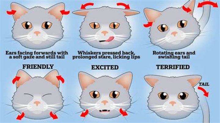 Do cats know faces?