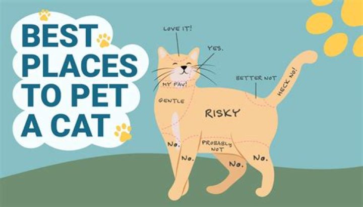 Do cats like belly rubs?
