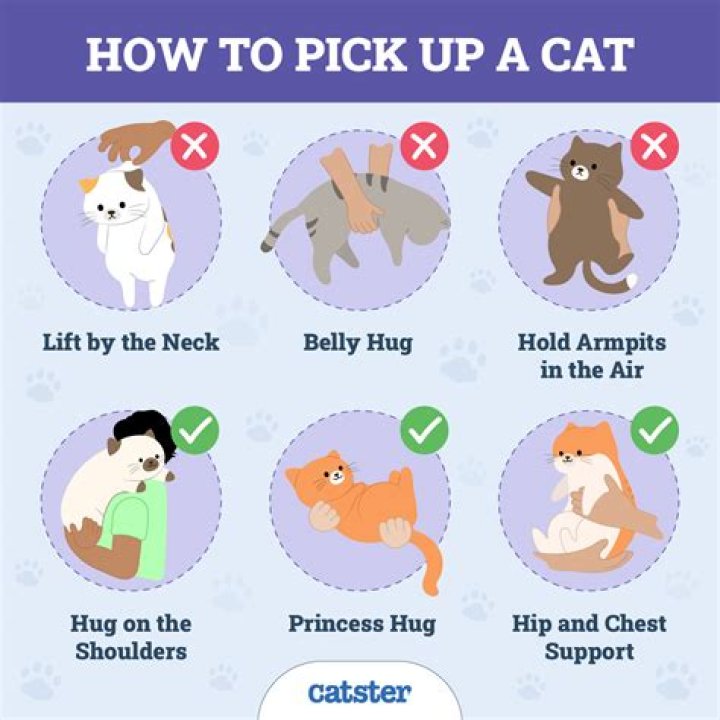 Do cats like to be picked up?