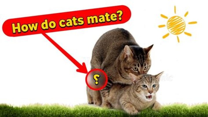 Do cats make your house stink?
