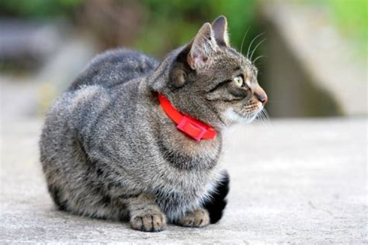 Do cats mind collars?