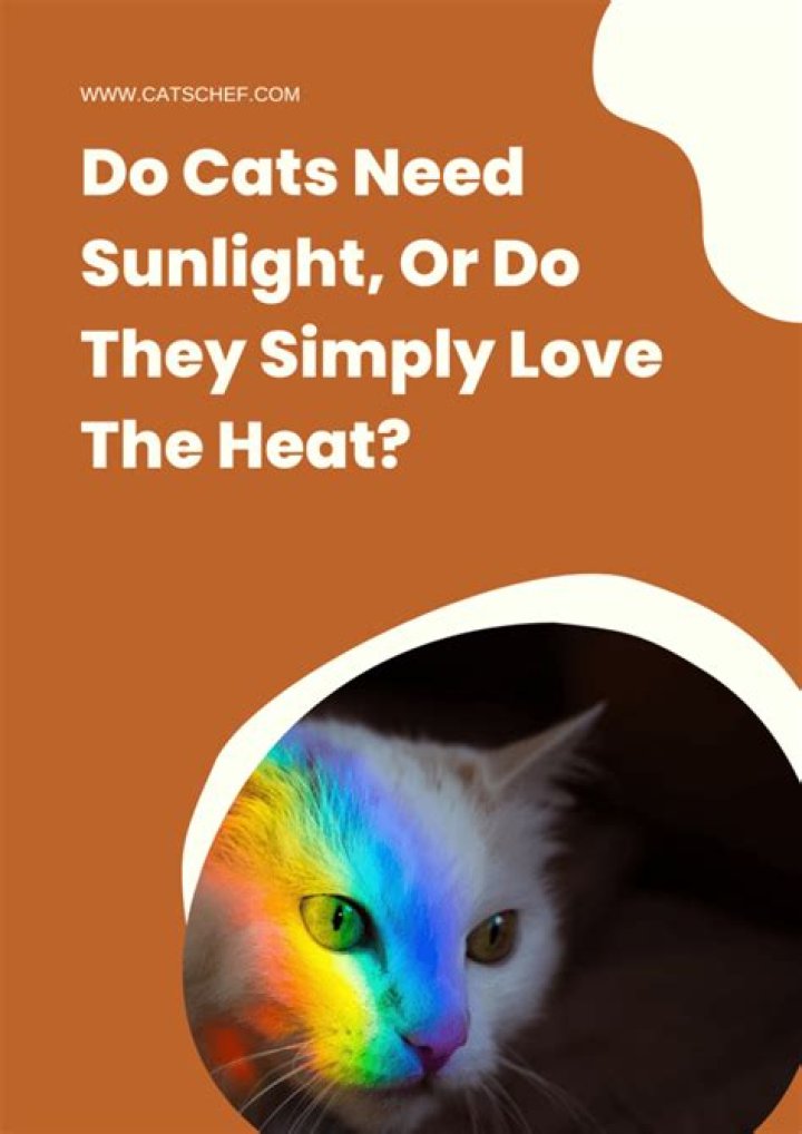 Do cats need sunlight?