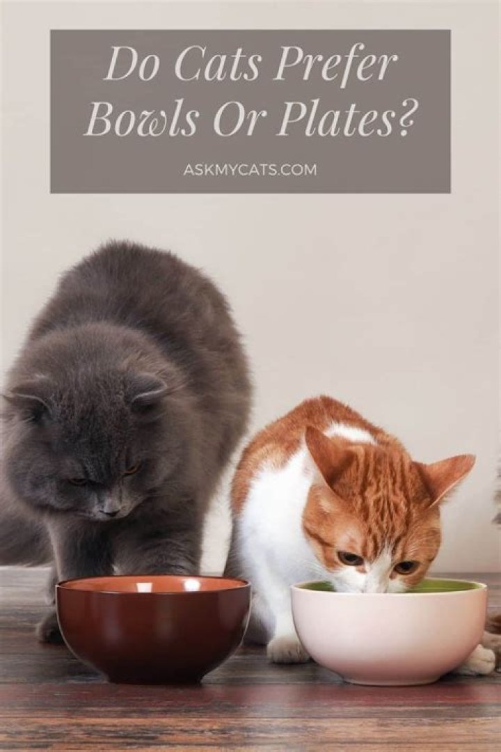 Do cats prefer bowls or plates?