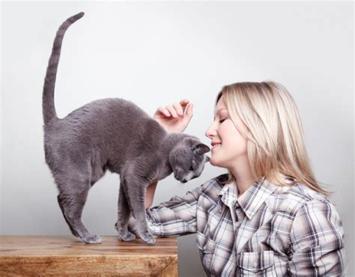 Do cats recognize their owners by sight or smell?