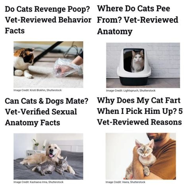 Do cats revenge?