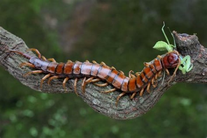 Do centipedes like humans?