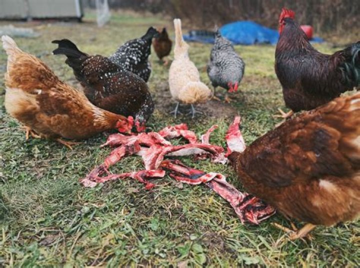 Do chickens eat each other?