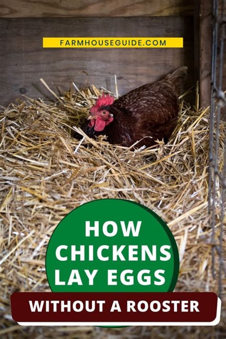 Do chickens lay eggs without a rooster?