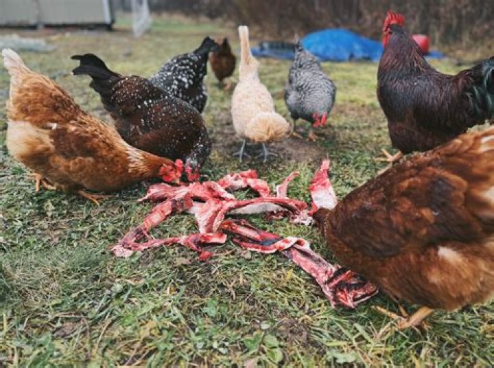Do chickens need full dark sleep?